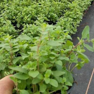 maggiorana origano pianta maggiorana origano pianta
