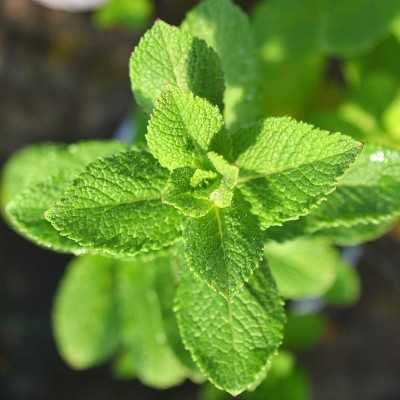 Pianta Menta Marocchina Pianta Menta Marocchina