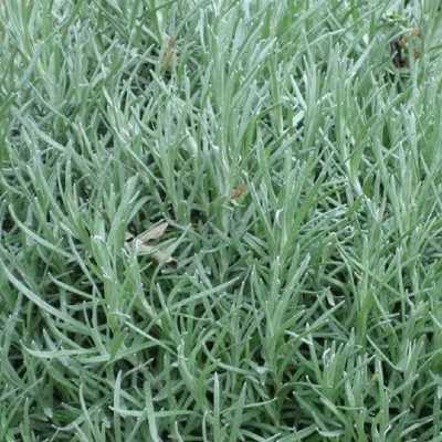piante aromatiche liquirizia piante aromatiche liquirizia