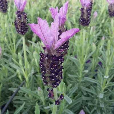 pianta lavanda pianta lavanda