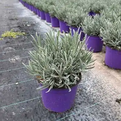 lavanda piante