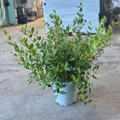 Pianta Mirto Pianta Mirto