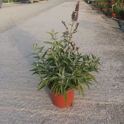 Pianta Salvia Pianta Salvia