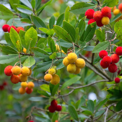 corbezzoli frutti