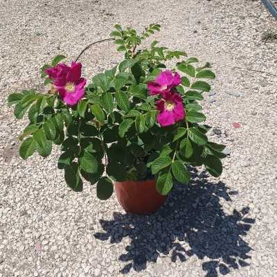 rosa rugosa