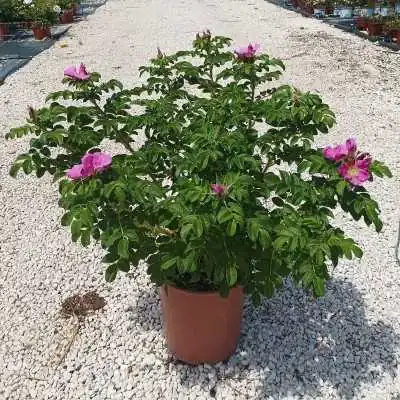 Pianta Rosa Rugosa - Cespugli fioriti