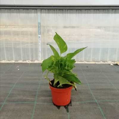 Pianta Pothos - Piante da interno Pianta Pothos - Piante da interno