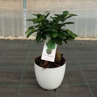 cura del bonsai ginseng cura del bonsai ginseng