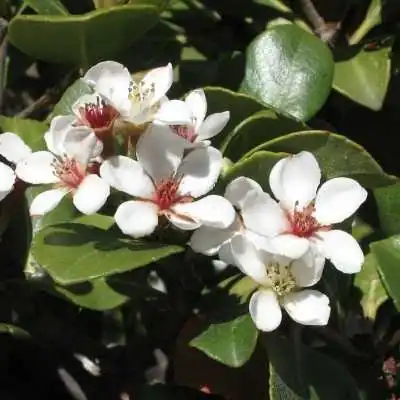 Pianta Rhaphiolepis Bianco