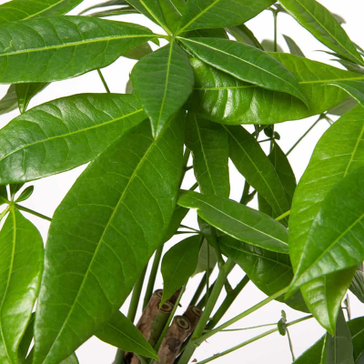pachira pianta prezzo pachira pianta prezzo