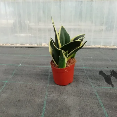 Pianta Sanseveria Hahnii - piante da interno o da appartamento