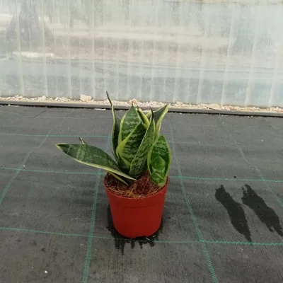 Pianta Sanseveria