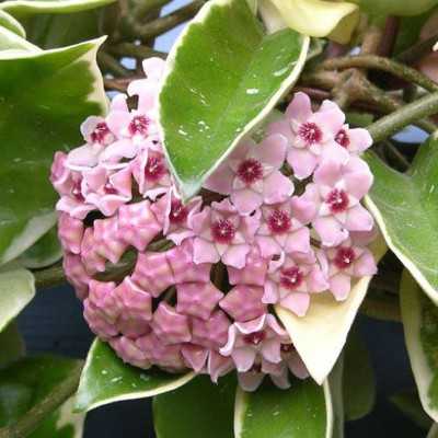 Pianta Hoya Carnosa Variegata - Piante da interno