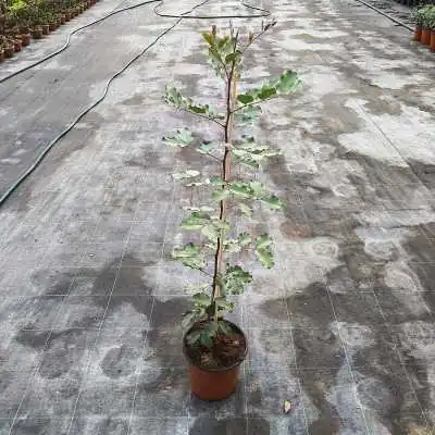 albero di carrubo