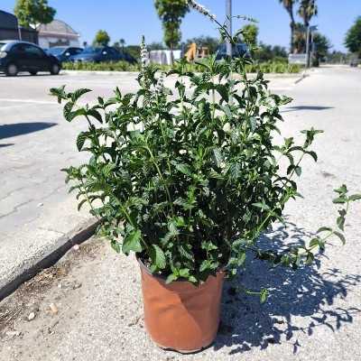 mentha piperita mentha piperita
