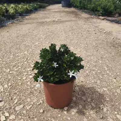 Pianta Carissa Grandiflora