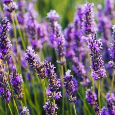piante di lavanda piante di lavanda