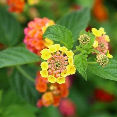 40pz Pianta Lantana Camara 40pz Pianta Lantana Camara