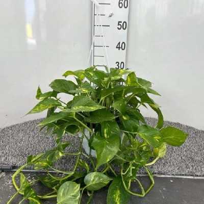 pianta pothos prezzo pianta pothos prezzo