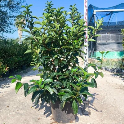 Pianta Viburno Lucido - Siepi da giardino