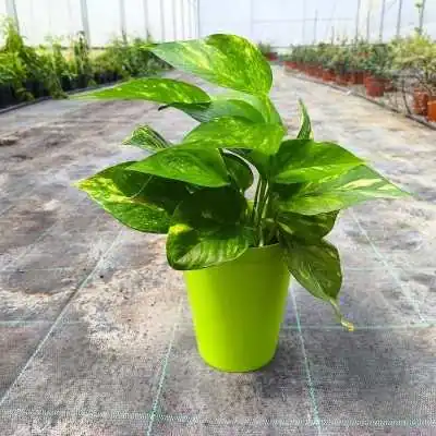Pianta Pothos - Piante da interno o da appartamento
