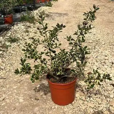 Pianta Agrifoglio Variegato - Ilex Aquifolium - Siepi da giardino Pianta Agrifoglio Variegato - Ilex Aquifolium - Siepi da giardino