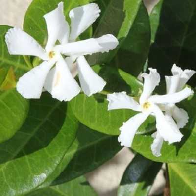 pianta rincospermum pianta rincospermum
