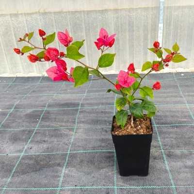bouganville vaso