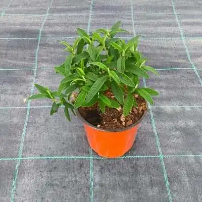 Pianta Cisto Bianco - cespugli fioriti