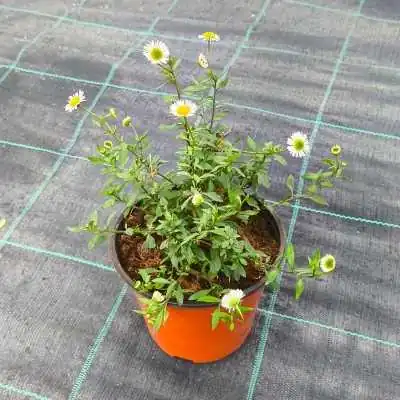 erigeron