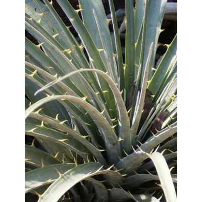 40pz Pianta Puya Mirabilis - Cespugli