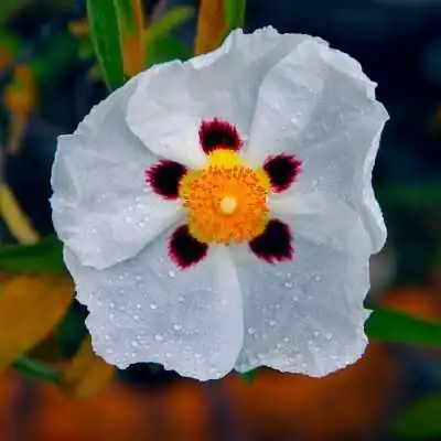 Pianta Cisto Bianco