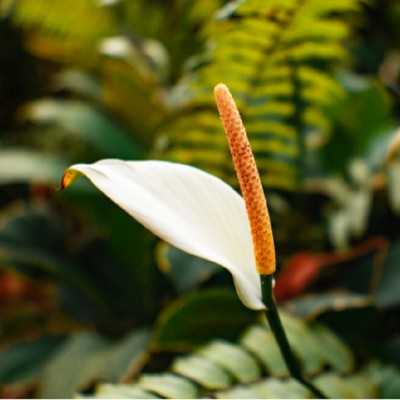 Pianta Spathiphyllum Pianta Spathiphyllum