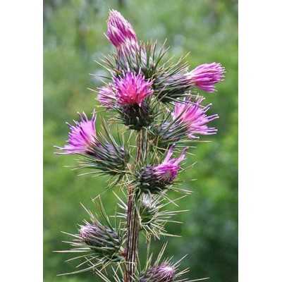 40pz Pianta Ptilostemon - Cespugli 40pz Pianta Ptilostemon - Cespugli
