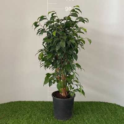 Pianta Ficus Benjamin Danielle Pianta Ficus Benjamin Danielle