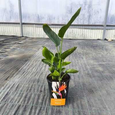 strelitzia reginae