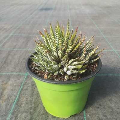Pianta Haworthia fasciata - Piante grasse e succulente