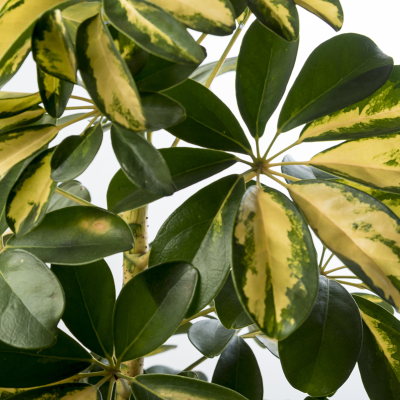 Pianta Schefflera - Piante d'appartamento Pianta Schefflera - Piante d'appartamento