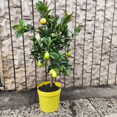 Kumquat