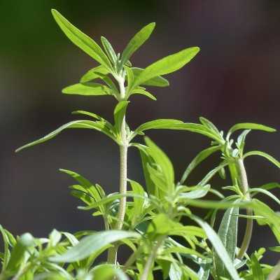 Pianta Santoreggia - Piante aromatiche