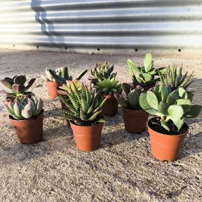 Grasse Mix - piante grasse e succulente Grasse Mix - piante grasse e succulente
