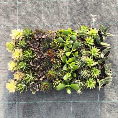 Succulente Mix vaso 5.5 per bomboniere Succulente Mix vaso 5.5 per bomboniere