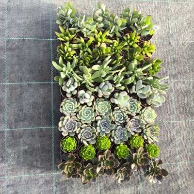 Piante grasse o succulente mix vaso 5 piante grasse per esterno Piante grasse o succulente mix vaso 5 piante grasse per esterno