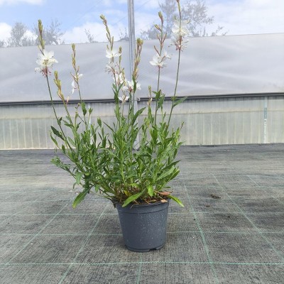Pianta Gaura Fiore Rosa - Cespugli fioriti
