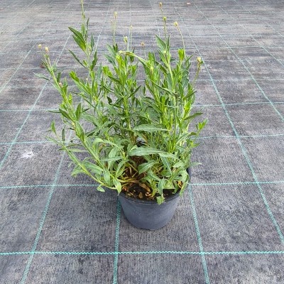 Pianta Gaura Fiore Rosa - Cespugli fioriti