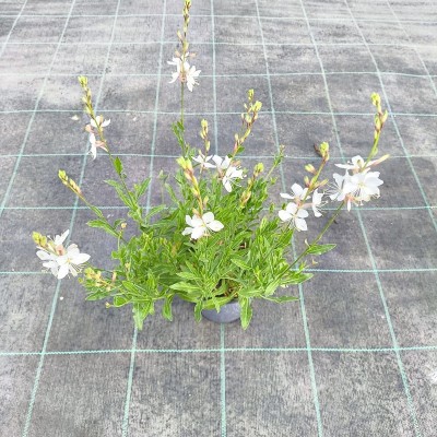Pianta Gaura Fiore Rosa - Cespugli fioriti Pianta Gaura Fiore Rosa - Cespugli fioriti