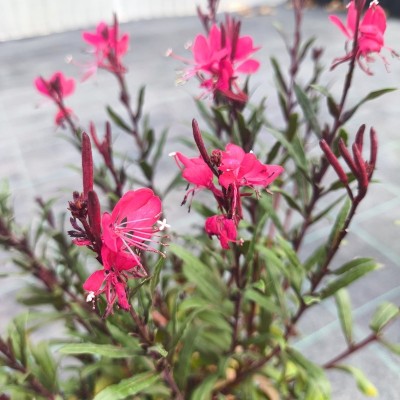 Pianta Gaura Fiore Rosa - Cespugli fioriti Pianta Gaura Fiore Rosa - Cespugli fioriti