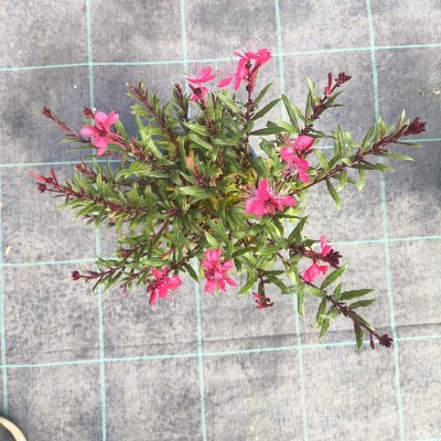 Pianta Gaura Fiore Rosa - Cespugli fioriti Pianta Gaura Fiore Rosa - Cespugli fioriti