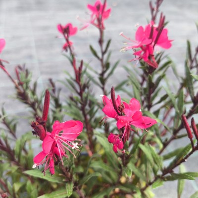 Pianta Gaura Fiore Rosa - Cespugli fioriti Pianta Gaura Fiore Rosa - Cespugli fioriti