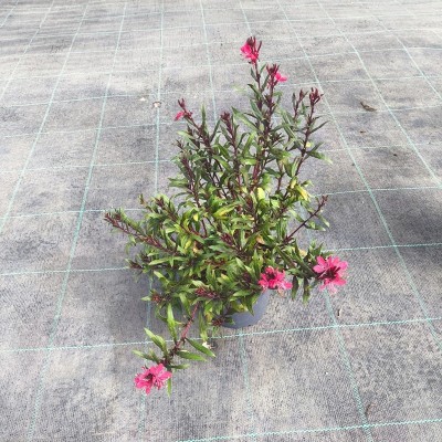 Pianta Gaura Fiore Rosa - Cespugli fioriti